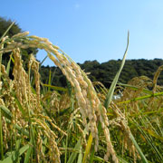 鹿嶋パラダイス（茨城県鹿嶋市）