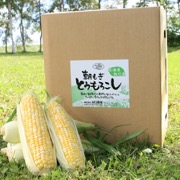 朝もぎとうもろこし5kg （他商品との同時購入不可）【出荷時期：9月上旬より順次出荷 / 販売時期：8月下旬頃まで】