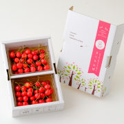 朝摘み佐藤錦L玉 1㎏（500g×2パック）※他品番との同時購入不可【お届け時期：6月中旬～下旬】