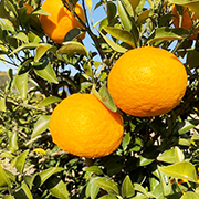 【じっくり熟成】紅甘夏 4kg（約10玉）※他商品との同時購入不可【出荷時期：3月上旬頃より順次出荷】