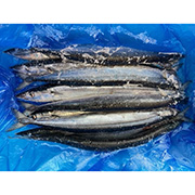 気仙沼三陸産 サンマ船から直送生サンマ10匹